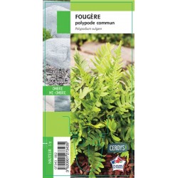 POLYPODIUM vulgare G8