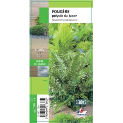 POLYSTICHUM polyblepharum G8