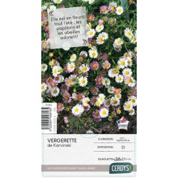 ERIGERON karvinskianus C2L-RC