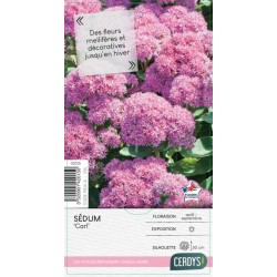 SEDUM spectabile 'Carl' C2L-RC