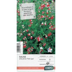 SALVIA microphylla 'Hot...