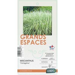 MISCANTHUS sinensis...