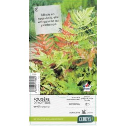 DRYOPTERIS erythrosora C2L-RC
