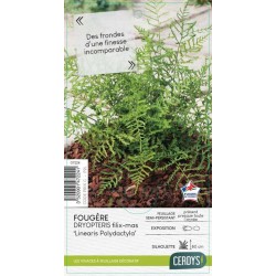 DRYOPTERIS filix-mas...