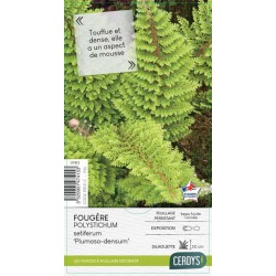 POLYSTICHUM setiferum...