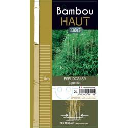 PSEUDOSASA japonica H80 C2L-RC