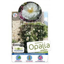 ROSIER Decorosiers® Opalia...
