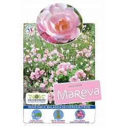 ROSIER Decorosiers® Mareva®...