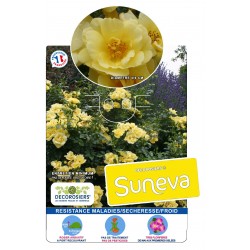 ROSIER Decorosiers® Suneva®...