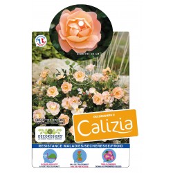 ROSIER Decorosiers®...