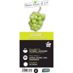VIGNE 'Muscat d'Alexandrie'...