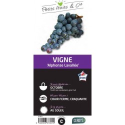 VIGNE 'Alphonse Lavallee'...
