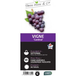 VIGNE 'Cardinal' TUT C1.5L