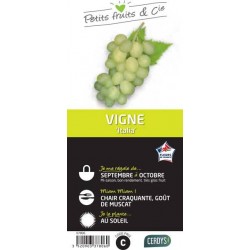 VIGNE 'Italia' TUT C1.5L