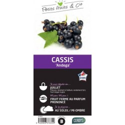 CASSISSIER 'Andega' C1.5L