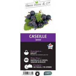 CASSEILLIER 'Jostaberry' C1.5L