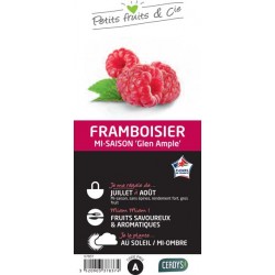 FRAMBOISIER 'Glen Ample' C1.5L