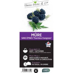 MURIER 'Thornfree' C1.5L