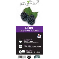 MURIER Asterina® C1.5L