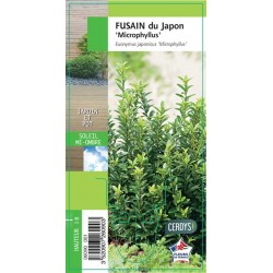 EUONYMUS japonicus...