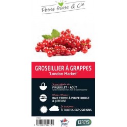 GROSEILLIER a grappes...