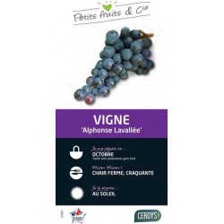 VIGNE 'Alphonse Lavallee'...