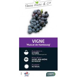 VIGNE 'Muscat de Hambourg'...