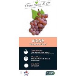 VIGNE 'Chasselas Rose' TUT...