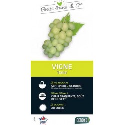 VIGNE 'Italia' TUT 80/100 C3L