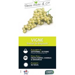 VIGNE 'Dattier de Beyrouth'...