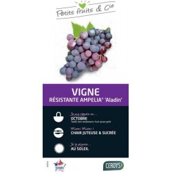 VIGNE Ampelia® 'Aladin' TUT...