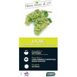 VIGNE Ampelia® 'Perdin' TUT...