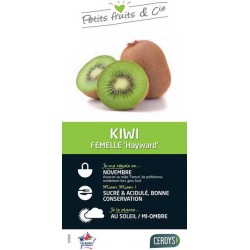 KIWI femelle 'Hayward' TUT...