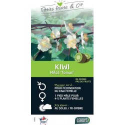 KIWI male 'Tomuri' TUT...