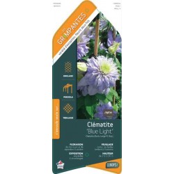 CLEMATIS 'Blue Light' COV...
