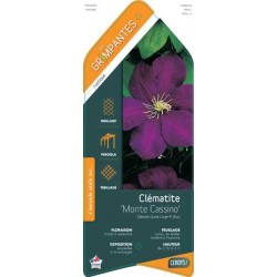 CLEMATIS 'Monte Cassino'...