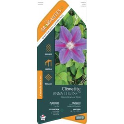CLEMATIS 'Anna Louise' ECH...