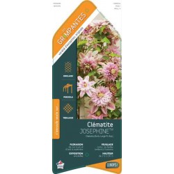 CLEMATIS Josephine Regal®...