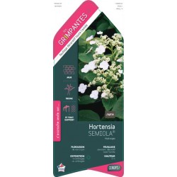 HYDRANGEA Semiola® COV ECH...