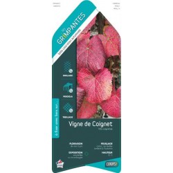 VITIS coignetiae ECH 90/120...