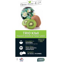 KIWI Hayward + Tomuri Trio...