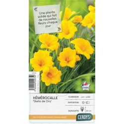 HEMEROCALLIS 'Stella De...