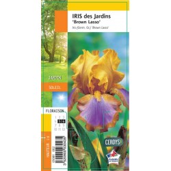 IRIS germanica 'Brown...