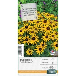 RUDBECKIA fulgida 'Little...