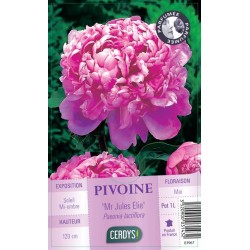 PAEONIA lactiflora...