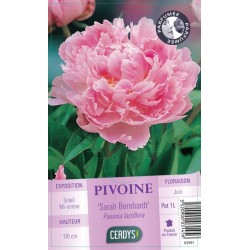 PAEONIA lactiflora 'Sarah...