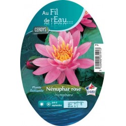 NYMPHAEA rose C1L