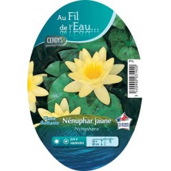 NYMPHAEA jaune C1L