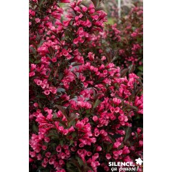 WEIGELA florida Alexandra...