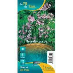 LYCHNIS flos-cuculi rose G9
